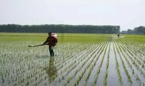 夫妻之间三十中插秧方法：分享高效的插秧技巧与经验，助力农田丰收，实现共同梦想