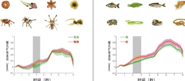 性鲍：揭示这种海洋生物独特的生殖方式及其在生态系统中的重要角色与生物多样性的影响分析