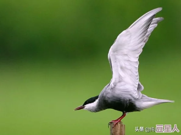 蝌蚪窝一个：观察小生命的成长与变化，感受自然界的奇妙与神秘之旅