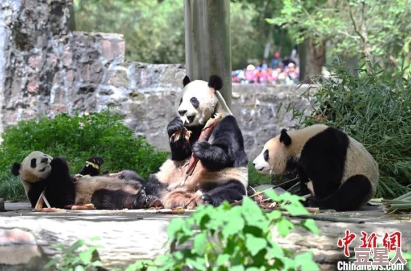 珍稀幼儿小马拉：了解这种濒危物种的生态习性与保护措施，及其在自然界中的重要角色和繁殖现状