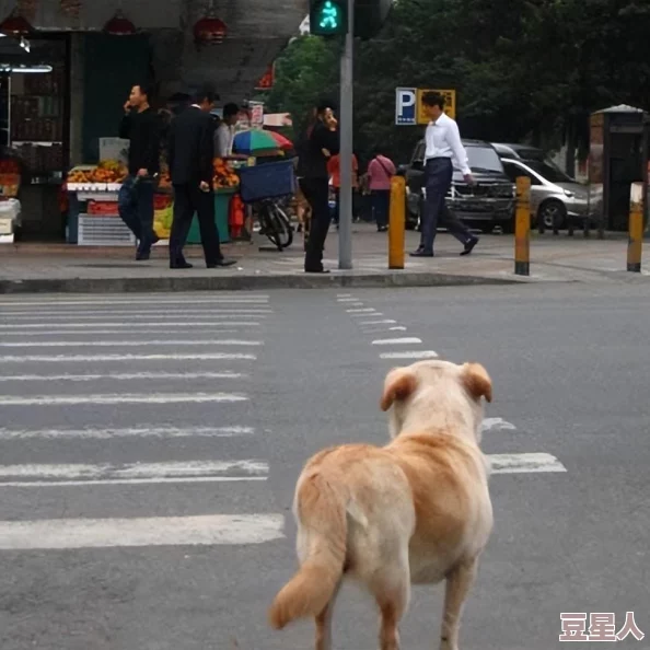 狗狗东西又硬又长的原因及相关因素分析：解读狗狗生理结构与健康影响的多重因素