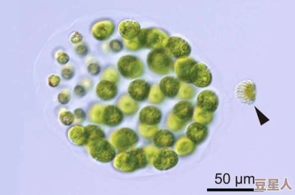 害羞草研究所：科学家们发现新物种，竟然能在音乐中舞动，引发植物界的热议与关注！