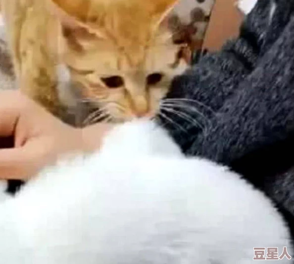 糖心vlog柚子猫：记录生活中的小确幸与温暖瞬间，分享可爱猫咪的日常趣事与成长点滴