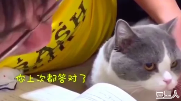 糖心vlog柚子猫：记录生活中的小确幸与温暖瞬间，分享可爱猫咪的日常趣事与成长点滴