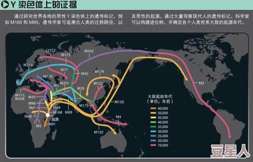 欧洲人与亚洲人的DNA对比：最新研究揭示遗传差异与人类迁徙历史的深刻联系和影响