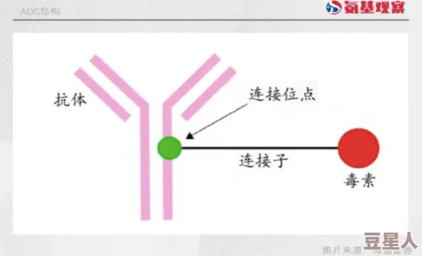 adc确定成年：了解adc在各领域的应用与影响，以及成年人标准的相关知识