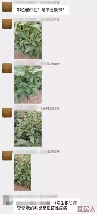 萝卜黄9.1的分子特征及其在植物病害防治中的应用研究进展与未来发展方向分析