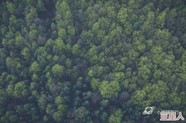 手不安分地探入森林：在这片神秘的绿荫中，隐藏着无数未知的生物与故事，等待着勇敢者去发现和体验