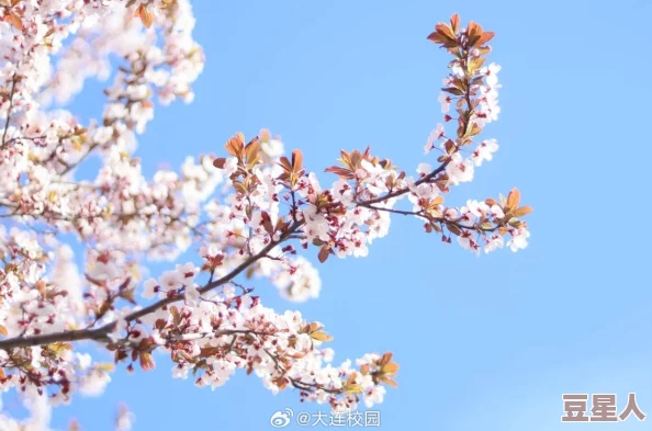 召唤的魅族是妈妈樱花校园，带你领略春日校园里的温暖与美好，感受母爱的力量与樱花的浪漫