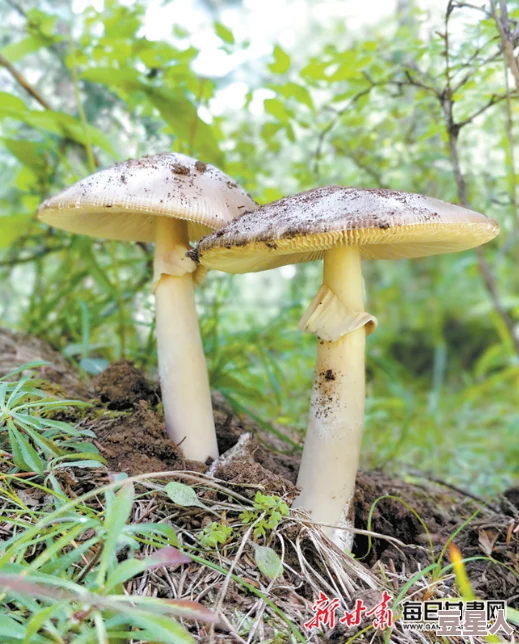 蘑菇头顶开花缝：探讨蘑菇与植物的共生关系及其生态系统中的重要性与作用