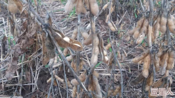 仙踪林大豆行情网东南亚＂惊现暴涨！行情飙升引发市场热议，投资者纷纷抢购！