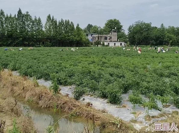 需要妈妈播种美国：意外发现新方法助力移民家庭实现梦想，改变未来的机会就在眼前！