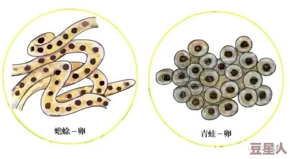 蝌蚪窝一个：惊现万只蛙卵孵化现场，生态奇观引发科学家们的广泛关注与研究！