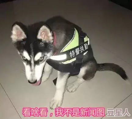 吕总训练张警犬，惊爆！这只警犬竟然在训练中展现出超乎寻常的智力和灵敏度，引发全网热议！