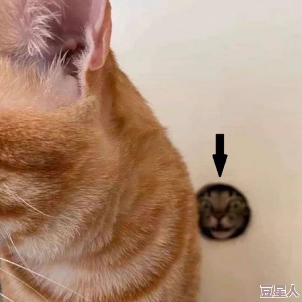 柚子猫：令人震惊的发现，研究揭示这种猫咪竟能发出独特声波，科学家们呼吁进一步研究！