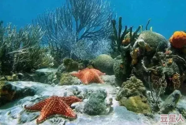 海角平台：震惊全国的海洋生态灾难，数百万海洋生物面临灭绝危机！