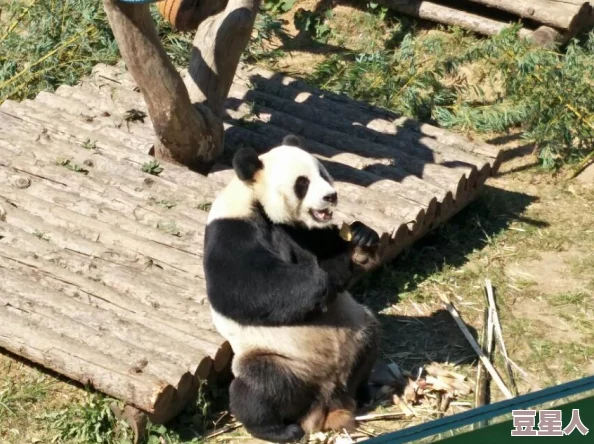 大象一区：在游客面前展现惊人智力，三只大象成功破解复杂迷宫，震撼整个动物园界！