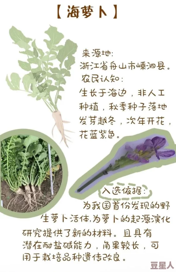 拔萝卜痛又降黄91发出声音，解析萝卜种植中的常见问题及其对农作物生长的影响