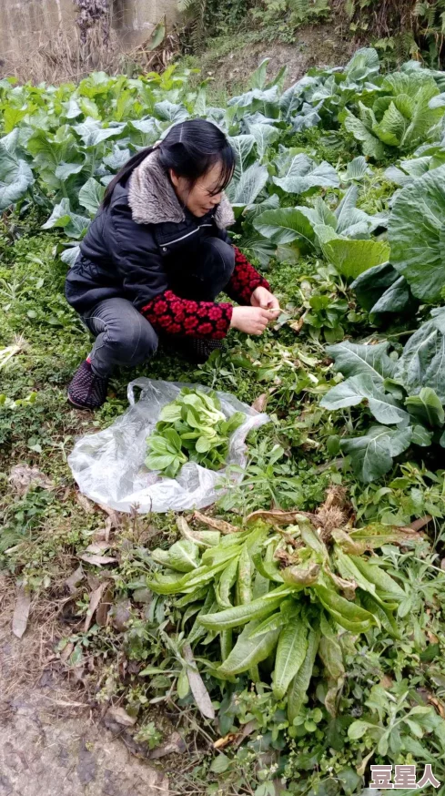 一小孩和妈妈摘萝卜还喊疼，童年趣事与亲子互动的温馨瞬间引发社会关注与讨论