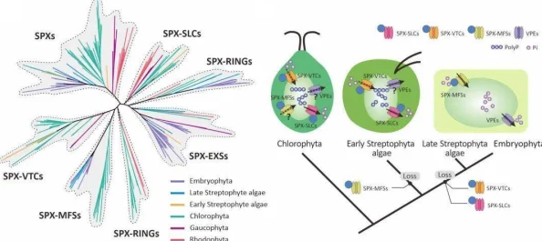 双性花蒂尿孔bl：科学家发现新型植物生殖结构，揭示其在生态系统中的重要作用与潜在应用价值