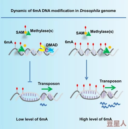 DNA非特异性杂交的最新进展：研究揭示其在基因检测和生物技术中的应用潜力与挑战