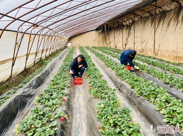 www.草莓视频：在数字时代，如何看待这一平台对年轻人文化消费的影响与挑战？