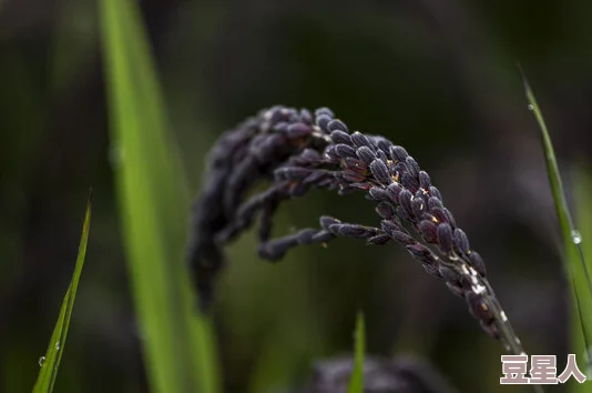 撒尿肥大BBwBBwBBw撒尿：新研究揭示其对植物生长的积极影响与生态环境的潜在贡献