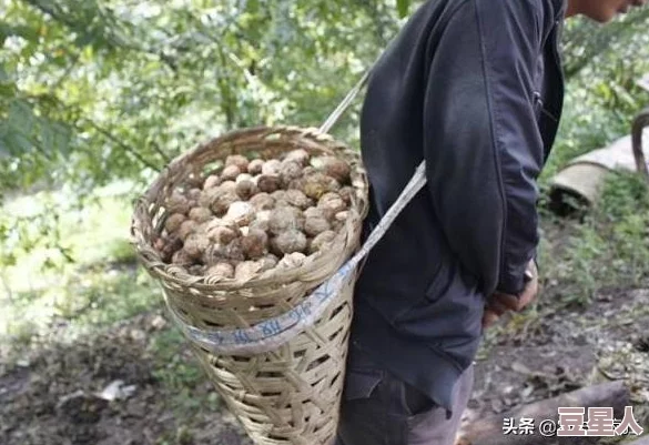 胡桃吃旅行者胡萝卜视频免费：全新冒险旅程开启，带你领略奇幻世界的美丽风景与精彩故事！