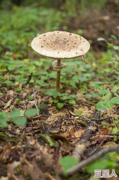 蘑菇色网：新动态揭示其在生态保护与可持续发展中的重要作用，助力绿色未来的创新实践