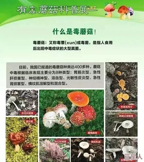 广州一家吃蘑菇后续怎么样了？食客中毒事件引发广泛关注，卫生部门紧急介入调查！