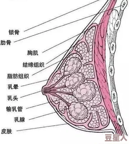 美女被揉胸动态图：最新动态引发热议，网友纷纷讨论其背后的文化现象与社会影响