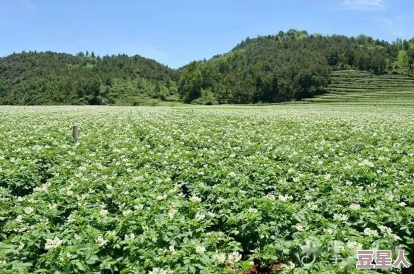 色偷偷在线刺激免费视频：最新动态揭示了该平台用户增长迅速，内容更新频繁，吸引了大量年轻观众的关注与参与