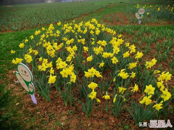 探索女性内心深处的渴望：当女人扒开腿让男人桶，究竟隐藏着怎样的情感与欲望交织？