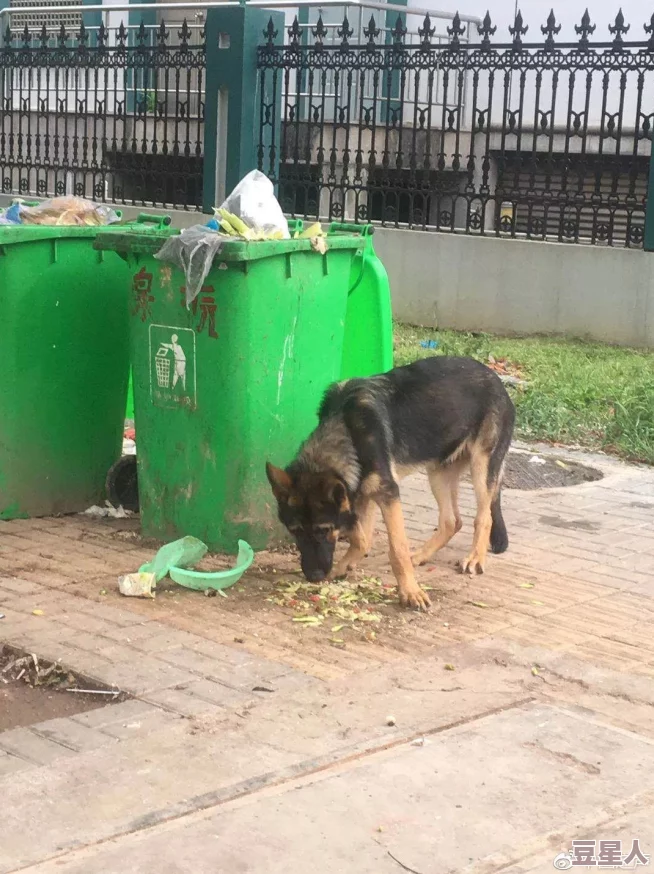 张警犬9分10秒头撞玻璃澎湃，真是太勇敢了！希望它能得到更好的保护和照顾