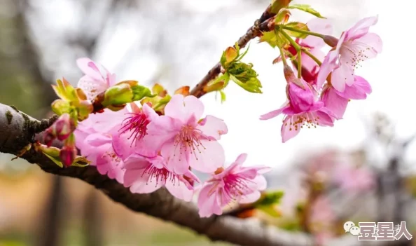 色花堂论坛春季赏花活动即将开始报名时间3月1日至3月15日