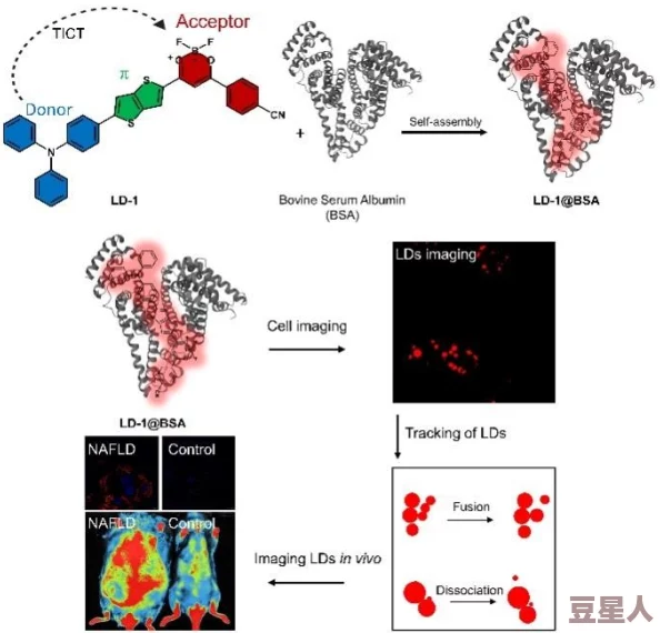 https色近日科学家发现了一种新型荧光蛋白，可用于癌症早期诊断