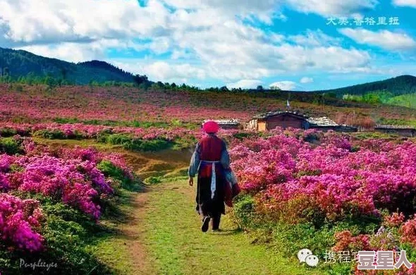 野花社区在线观看hd画质清晰流畅内容丰富精彩