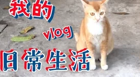 陛下他总是假正经据说暗地里超爱甜食还养了一只胖橘猫